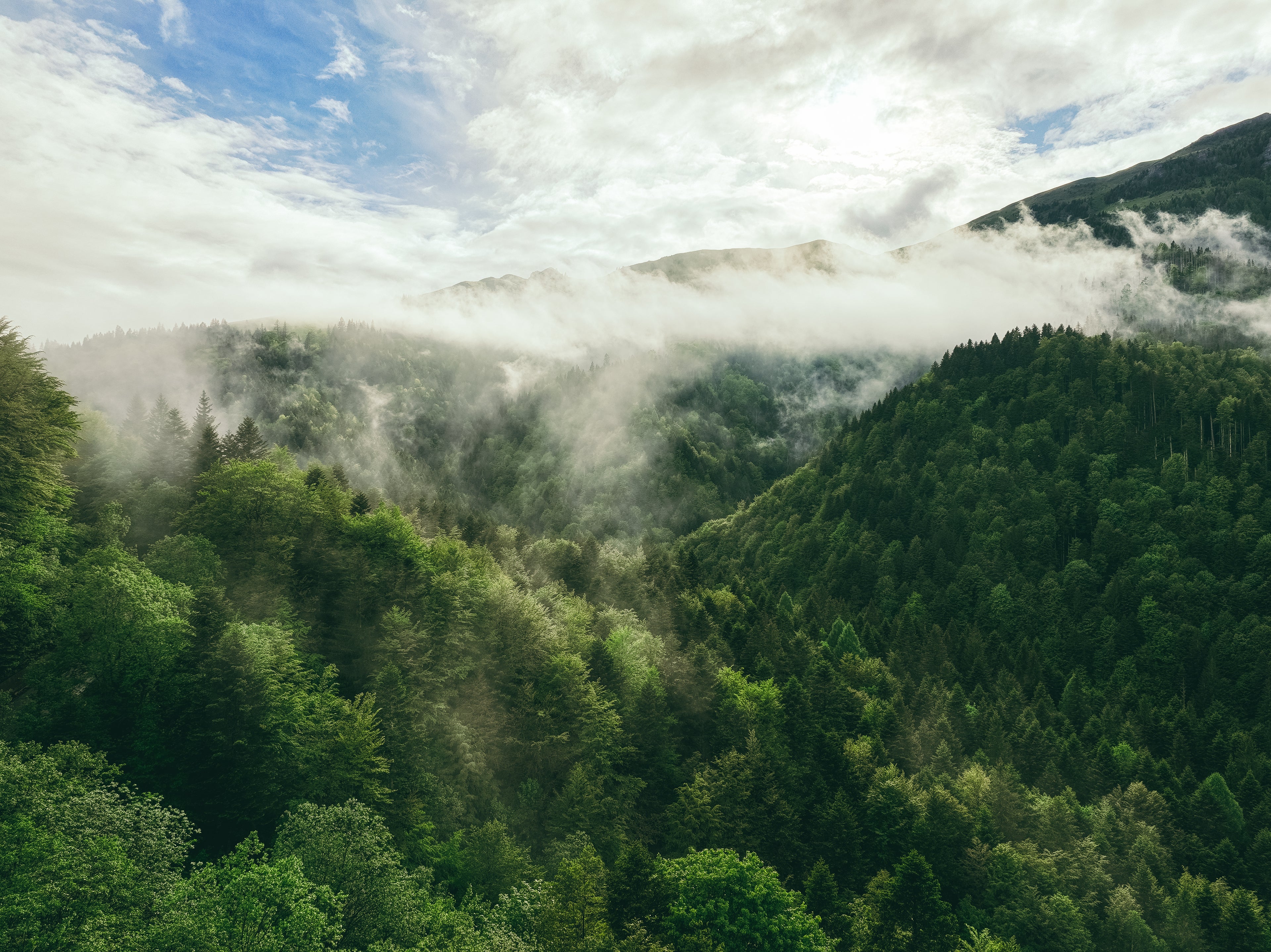 Forested valley with misty mountains under a blue sky